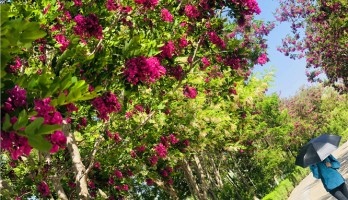 想和你在鳴翠湖的花海里走一走，看初夏繁花散盡也不停留。